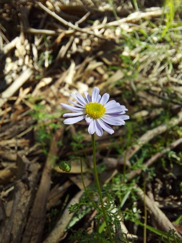 Brachyscome multifida observed 2026-10-19