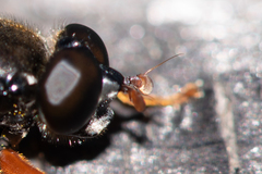 Chalcosyrphus valgus