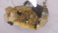 Glossosoma