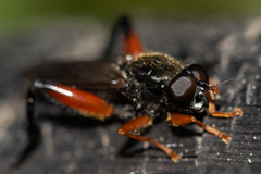 Chalcosyrphus valgus