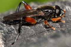 Chalcosyrphus valgus