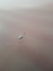 Aphididae
