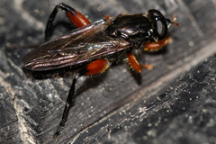 Chalcosyrphus valgus