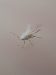 Aphididae