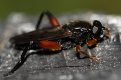 Chalcosyrphus valgus