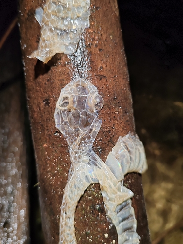Dendrelaphis formosus observed 2026-10-14