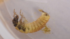 Glossosoma