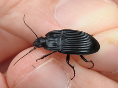 Dicaelus crenatus
