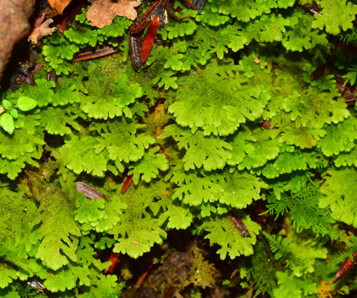Trichocolea tomentella observed 2026-10-16