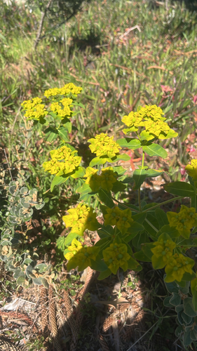 Euphorbia oblongata observed 2026-10-19