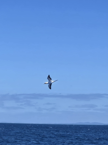 iNaturalist image