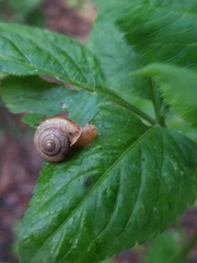 Bradybaena similaris image