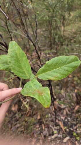 Kennedia rubicunda observed 2026-10-19