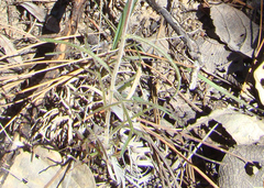 Castilleja tenuifolia