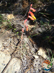 Castilleja tenuifolia
