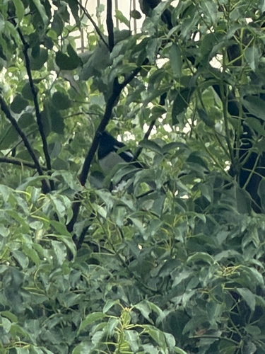 Oriental Magpie-Robin