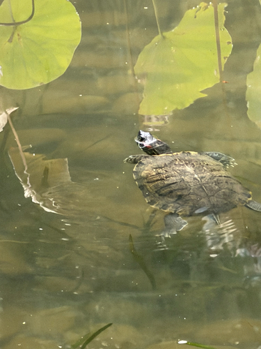 Pond Slider
