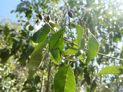 Olea paniculata observed 2026-10-14