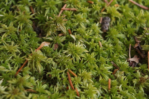 Sphagnum girgensohnii observed 2026-10-18