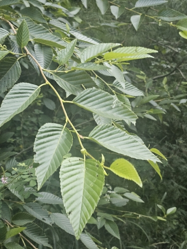 Alnus firma, 2026-08-25