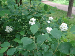 Spiraea × vanhouttei