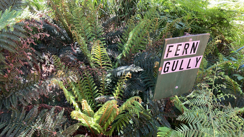 Polystichum proliferum observed 2026-10-19