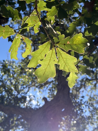 Quercus sinuata observed 2026-10-17