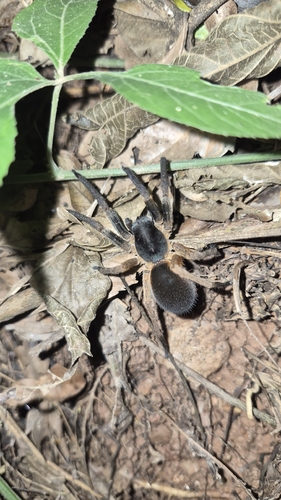 Ctenus medius