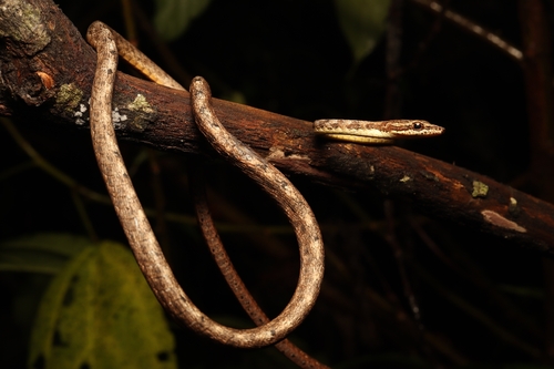 Dryophiops rubescens observed 2026-10-18