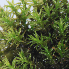 Dichodontium flavescens