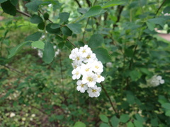 Spiraea × vanhouttei