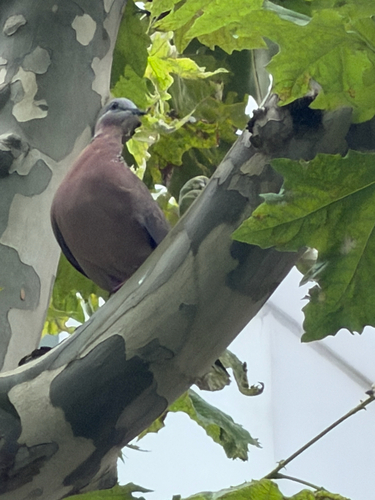 Spotted Dove