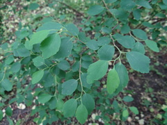 Spiraea × vanhouttei