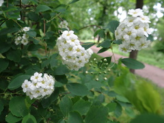 Spiraea × vanhouttei