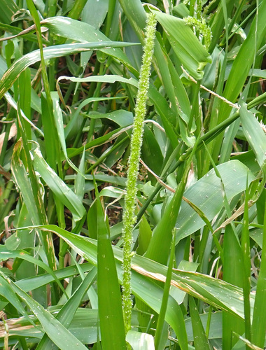 Hymenachne amplexicaulis observed 2026-10-17