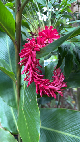 Alpinia purpurata observed 2026-10-18