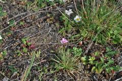 Armeria maritima californica