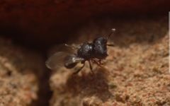 Cratomus megacephalus