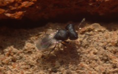 Cratomus megacephalus