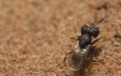 Cratomus megacephalus