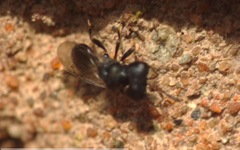 Cratomus megacephalus