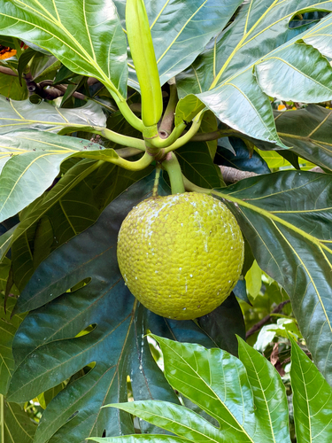 Artocarpus altilis observed 2026-10-18