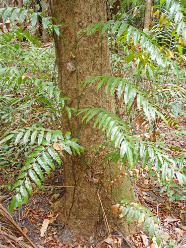 Stenochlaena palustris observed 2026-10-17