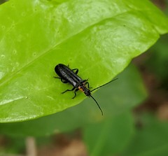 Rhagonycha angulata