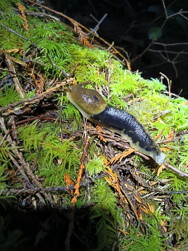 Pacific Banana Slug