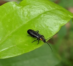 Rhagonycha angulata