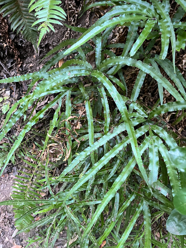 Pteris cretica observed 2026-10-17
