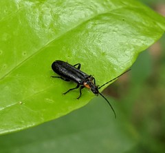 Rhagonycha angulata