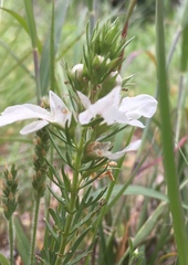 Teucrium laciniatum