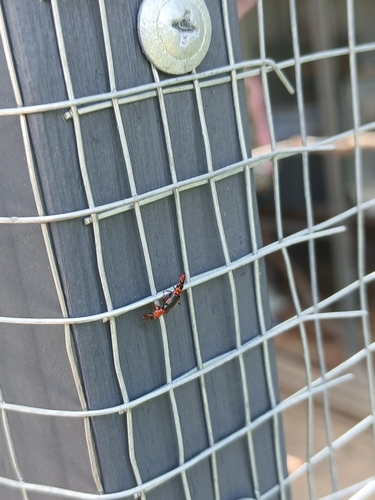 Carphurus observed 2026-10-18
